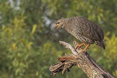 Natal spurfowl (Pternistis natalensis) Kruger.jpg