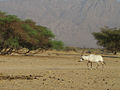 Arabische Oryx