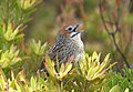 Sphenoeacus afer (Macrosphenidae)