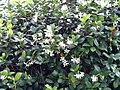 Jasminum azoricum