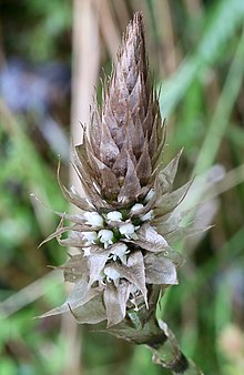 Aa maderoi or paleacea (Orchidaceae, Spiranthoideae) (32168151838) (cropped).jpg