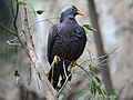 Чидун тагтаа (Columba arquatrix)