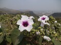 Ipomoea campanulata, India.