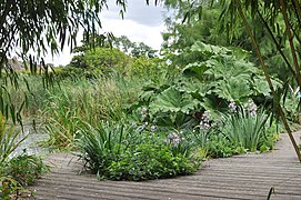 Le jardin d'eau.