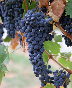 Almindelig Vin (Vitis vinifera).