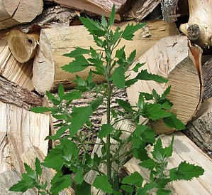 Chenopodium berlandieri growing near a pile of wood in Ontario, Canada.