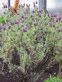 Lavandula