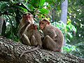 Bonnet macaque