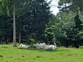 Forêt mixte au mont Avison à Bruyères.