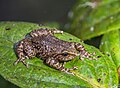 Pristimantis elegans