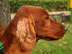 Rosso Setter irlandese