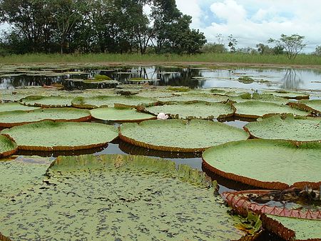 Victoria amazonica