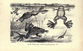 Encyclopedia of Life Images- Amphibiens et reptiles p. 147.