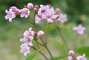 Apocynum androsaemifolium