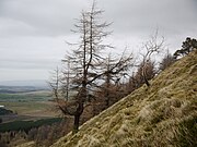 Larch tree on the steep west slope of Great Mell Fell