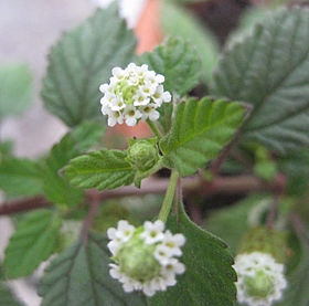 Lippia dulcis