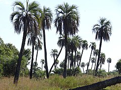 Savane à palmiers au parc national Mburucuyá en 2012.