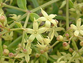 Rubia peregrina