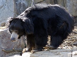 Ilgalūpis lokys (Melursus ursinus)