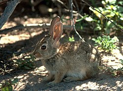 Aqupampa kunu (Sylvilagus audubonii), Mishikupi kawsaq