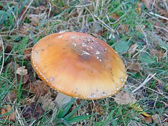 Amanita muscaria var. aureola