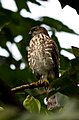 Accipiter virgatus