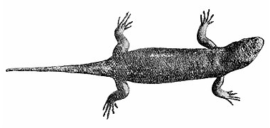 Lagarto gigante de Cabo Verde (Chioninia coctei), especie que se considera extinta.