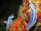 Chromodoris lochi at the 'Dungon Wall' divesite, Puerto Galera, Philippines.