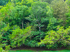 Nationalpark Kellerwald-Edersee (Hessen)