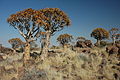 Aloe dichotoma.