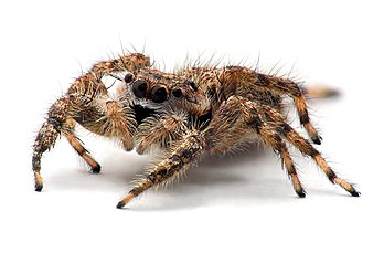 Une araignée sauteuse femelle de l'espèce Platycryptus undatus, trouvée à Newport News, dans l'État de Virginie, aux États-Unis. (définition réelle 3 828 × 2 514)