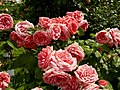 Rose 'Pariser Charme'