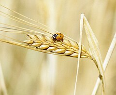 Hordeum vulgare