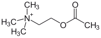 Struktur von Acetylcholin