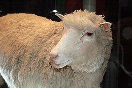 Dolly (ovca)