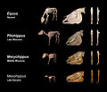 Image 2Skeletal evolution (from Evolution of the horse)