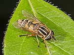 Helophilus pendulus sobre una hoja