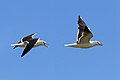 L. f. intermedius in flight, Sweden