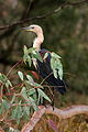 Fehérnyakú gém (Ardea pacifica)