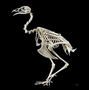 Скелет фазана