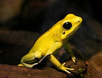 金色箭毒蛙（Phyllobates terribilis）可能是毒性最強的兩棲動物，皮膚上布滿了高濃度劇毒蛙毒素（英语：Batrachotoxin）。[22]