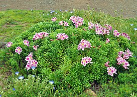 Alstroemeria pelegrina