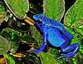 Image 49The blue poison dart frog is endemic to Suriname. (from Suriname)