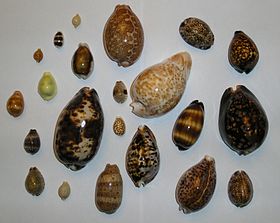 Conchas de diversas espécies de Cypraeidae