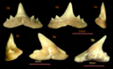 1. Abdounia beaugei; 2. Palaoegaleus vincenti; 3. Galeorhinus mesetaensis; (a: labiale; b: linguale; c: laterale Ansicht)