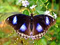 Hypolimnas bolina on Duranta