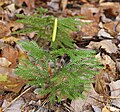 Lycopodium dendroideum, moderni predstavnik reda Lycopodiales