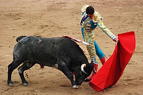 Taureau avec une pique plantée dans le dos et fonçant tête baissée vers une muleta de couleur rouge, tenue de trois-quart arrière par le torero