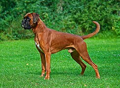 Fawn Boxer