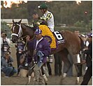 Mucho Macho Man after winning the 2013 Breeders' Cup Classic